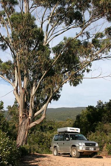 A l'ombre d'un eucalyptus