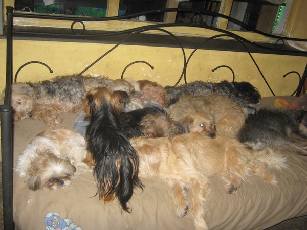 Un tapis de chiens<br />A vrai dire on a 20 chiens<br />Ne peux les mettre tous