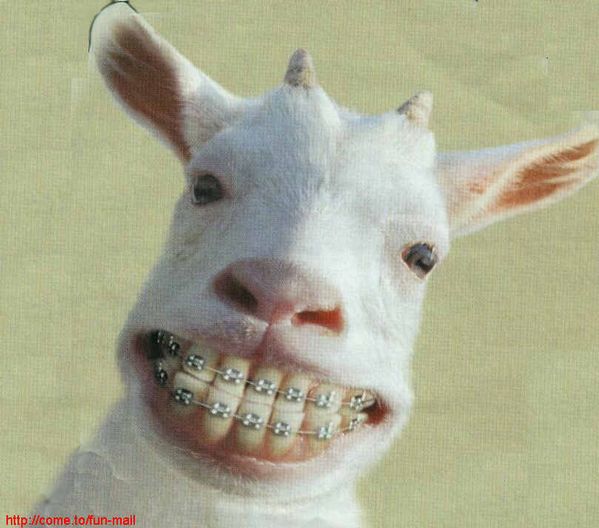 sourire_de_biquette.jpg