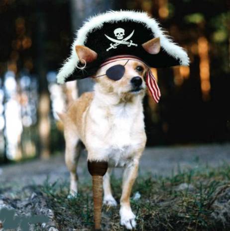 PirateDog.jpg