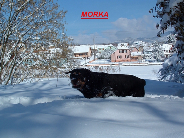 Copie de morka.JPG