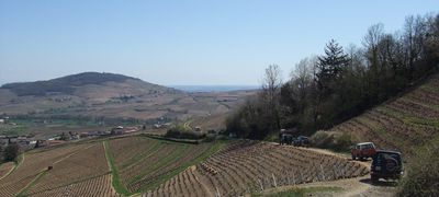 Convoi dans les vignes.jpg