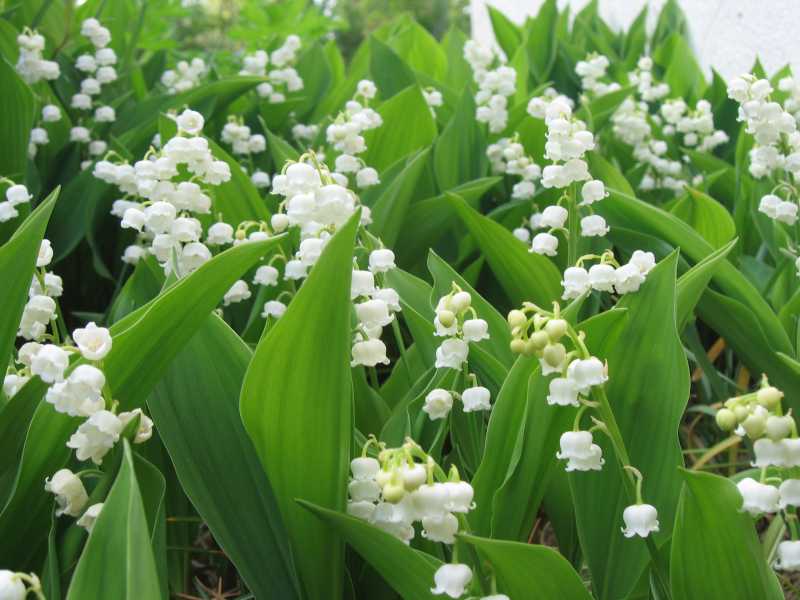 muguet[1].jpg