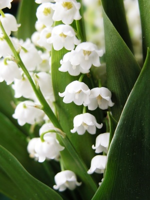 brin-de-muguet.jpg