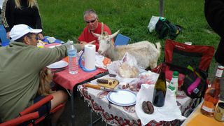Repas chèvres 1.jpg