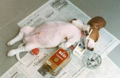 chien red [DVD (PAL)].jpg