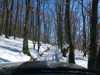 Chemin bois Soleil.jpg